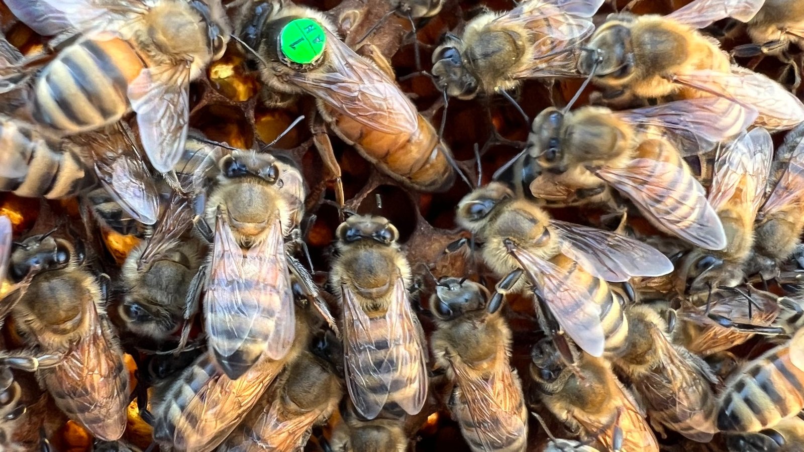 Königinnenbörse – Marktplatz für Bienenköniginnen