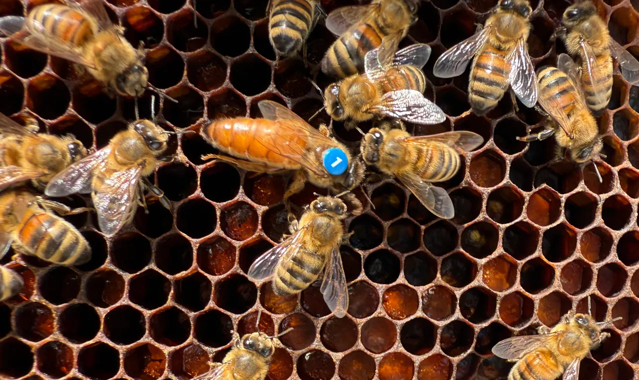 Buckfast Bienenköniginnen Angebot: Buckfast-Königin Belegstelle