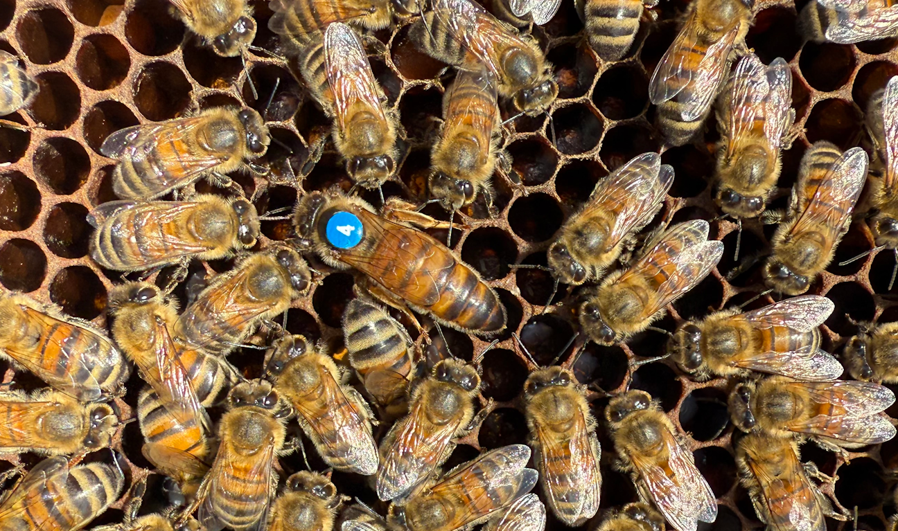 Buckfast Bienenköniginnen Angebot: Buckfast Bienenkönigin, Wirtschaftskönigin F1